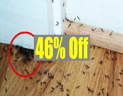 Cockroach Pest Control Lower Parel