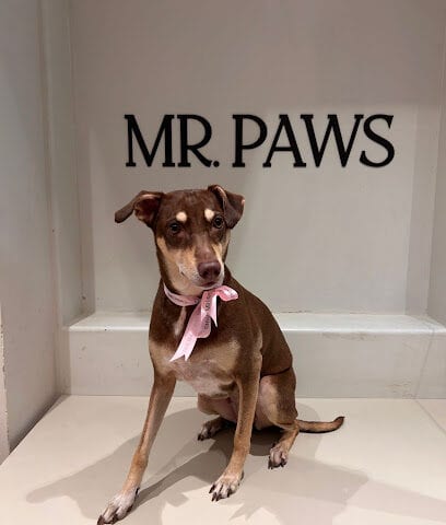 MR.PAWS