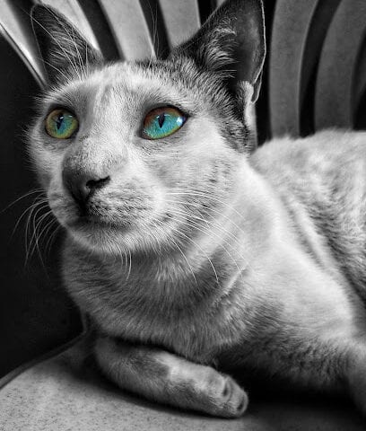 Phoenix Veterinary Specialty