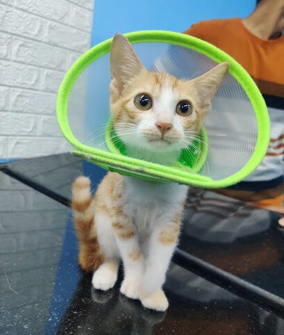 Top Vets Veterinary Speciality Clinic