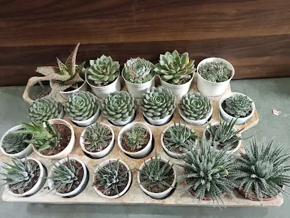 Madhuban Plants Garden Centre